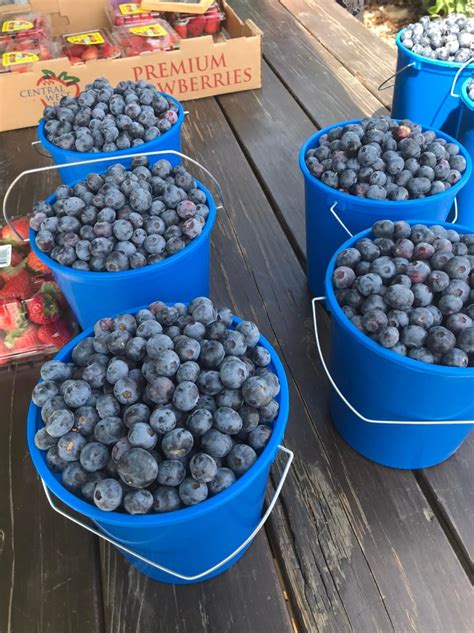 Gerry ranch blueberries  Gerry Ranch April 1, 2019 · NEW U-PICK HOURS Saturdays 9am-1pm We entering into the abundant part of the season!!! That means loads of fruit and multiple varieties available! Come on out for some of the best berries you’ll ever find! 4545 9 shares Share Gerry Ranch is nestled in the Santa Rosa Valley, near Camarillo